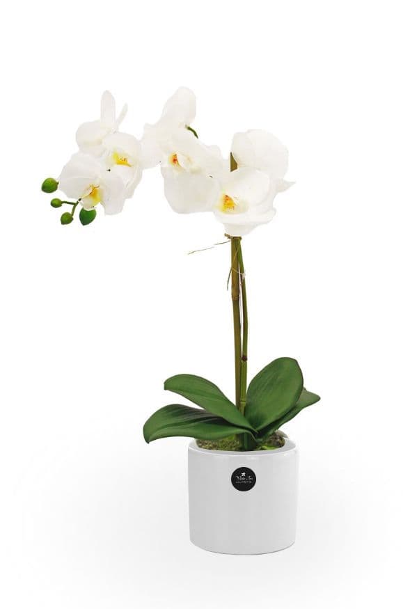 Image of White Orchid