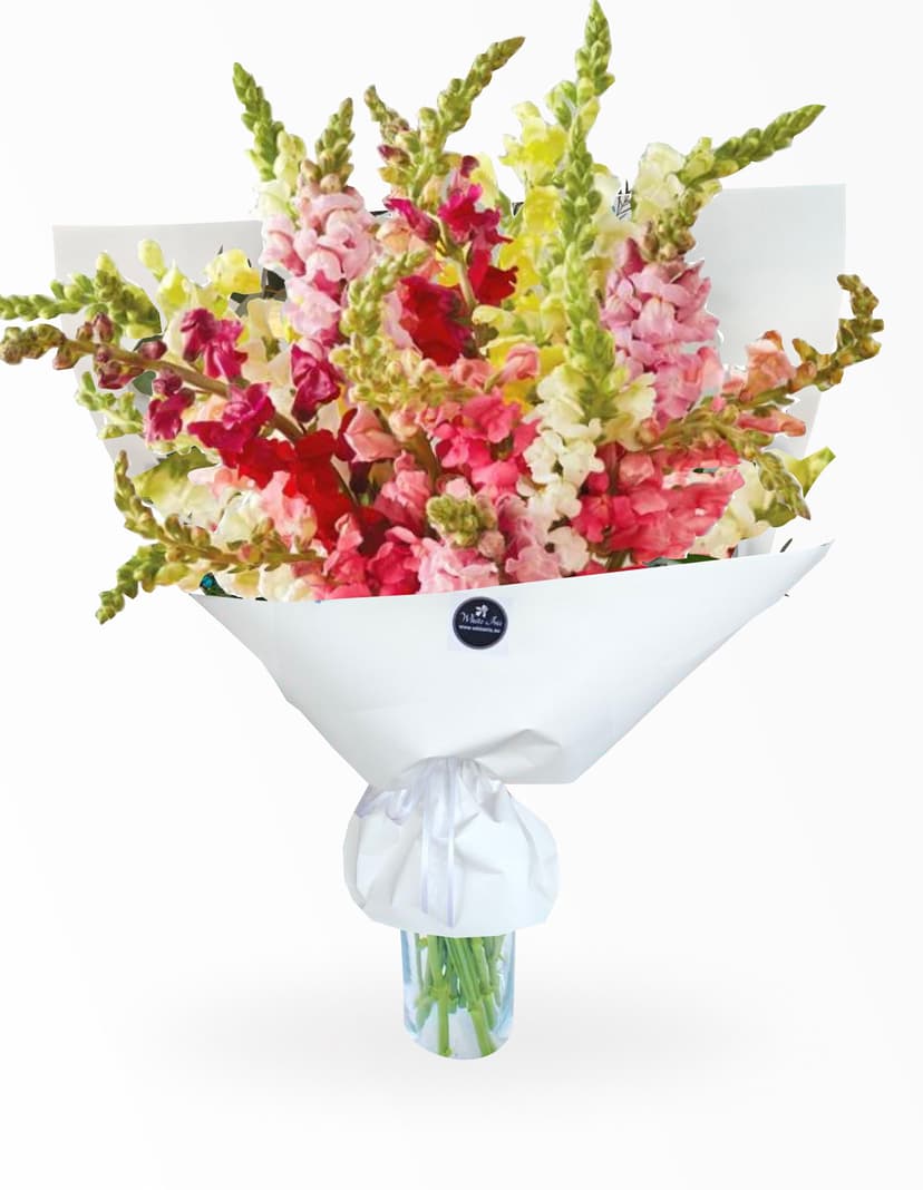 Thumbnail of Snapdragon Colour Mix
