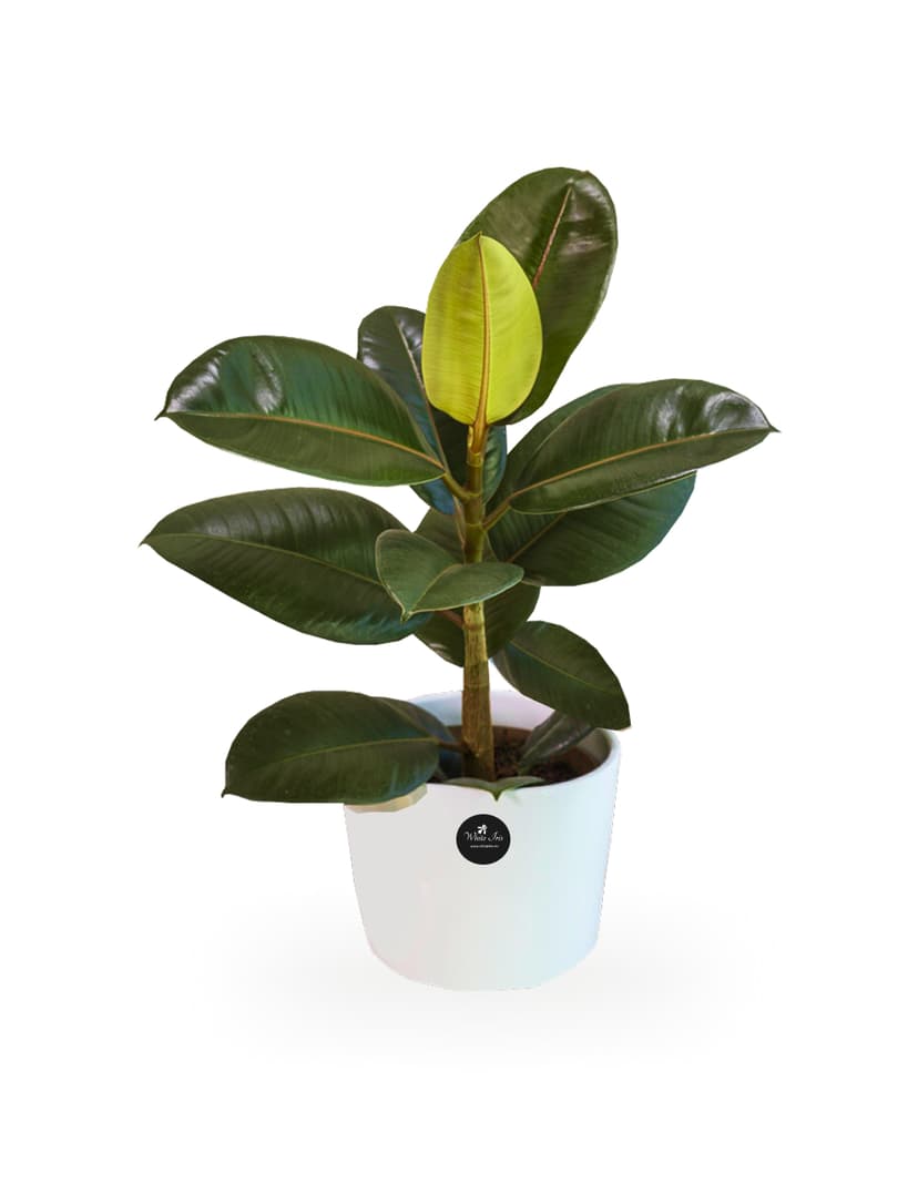 Thumbnail of Ficus