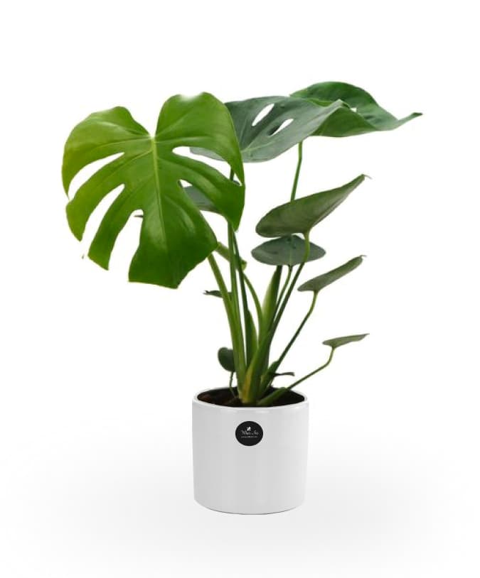 Image of Monstera Plant