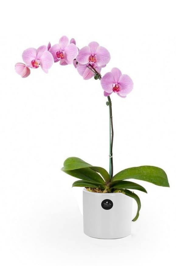 Image of Pink Orchid