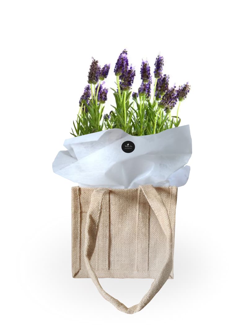 Image of Lavender Plant