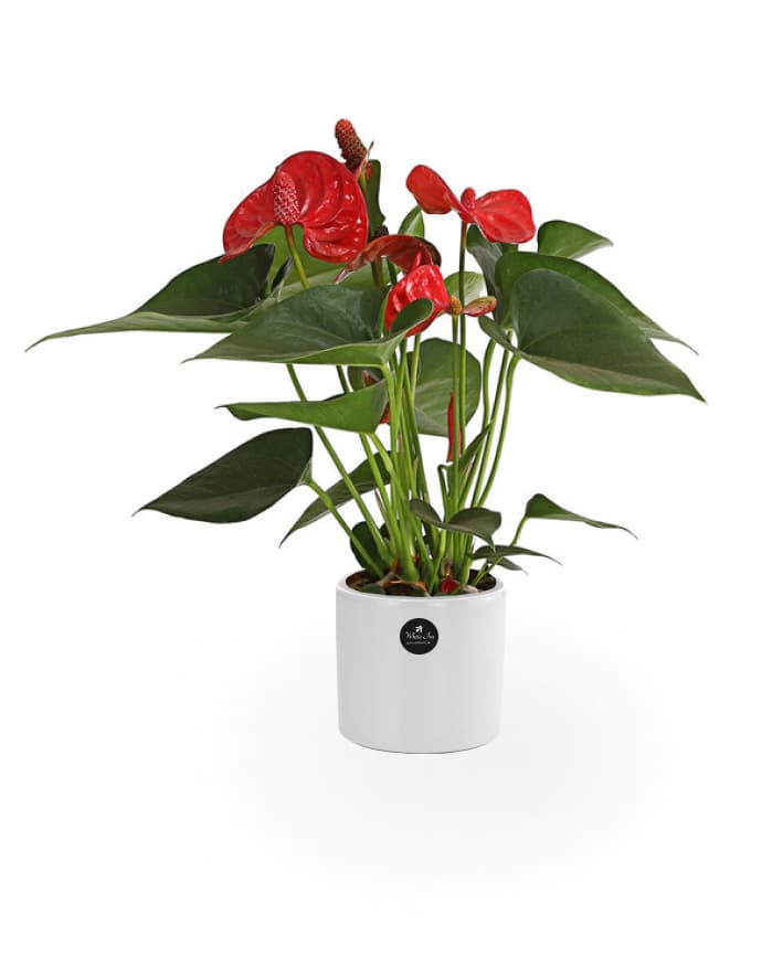 Thumbnail of Anthurium